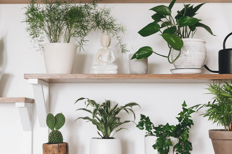 Three modern wooden shelves with white shelf brackets display various potted leafy plants and succulents and a Buddha statue.