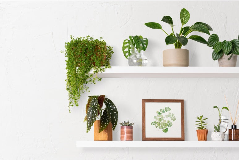 Why Every Plant Parent Needs Plant Shelves  Right On Bracket